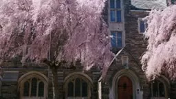 Princeton's Campus in Bloom