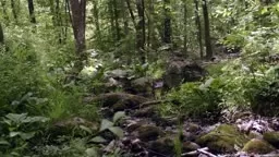 Explore Nature: Witherspoon Woods Princeton