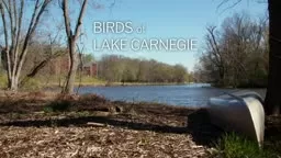 Birds of Lake Carnegie