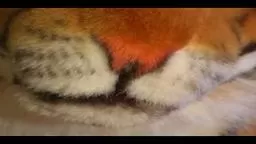 Rale the Tiger