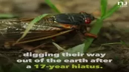 Brood X cicadas are about to invade parts of N.J. for the first time 17 years.