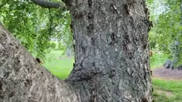 Cicada Invasion Princeton, NJ May 26, 2021 Brood X