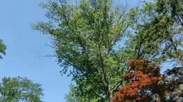 Loud Cicadas in Princeton, NJ