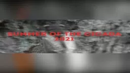 SUMMER OF THE CICADA 2021