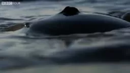 Horseshoe Crab Orgy Happening Off Of The Coast Of New Jersey