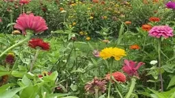 Cut Your Own Flowers @Terhune Orchards Princeton