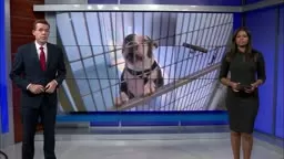 Trenton animal shelter sees overcrowding as owners surrender pets