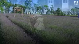 Thousands of fragrant lavender in bloom at this NJ Farm