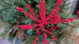 X-mas Eve in Princeton- New Jersey- December 24- 2021