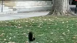 Princeton Black Squirrel.