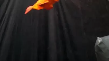 N J. couple’s decked out Halloween decor inspires entire street to participate