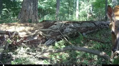 Fawn and New Born Doe Trenton, NJ