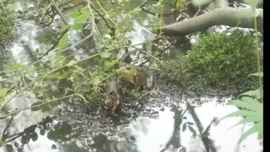 Goat Hill Pond in Spring