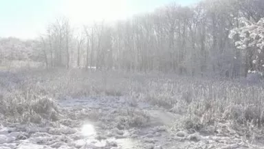Sights and sounds of the marsh