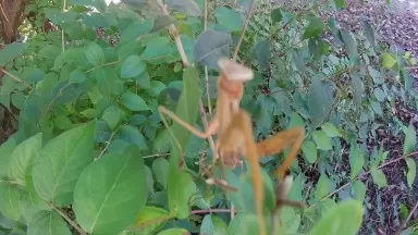 Praying Mantis at D&amp;R Canal, Princeton NJ