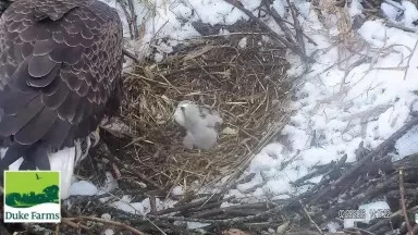 2023 Duke Farms Eagle Cam Eaglets
