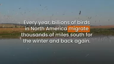 Princeton students study the secret sites where America’s migrating songbirds stop to rest and refuel