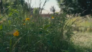 Summer at Princeton University