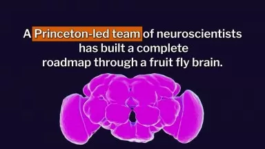 An entire fruit fly brain has been mapped for the first time ever