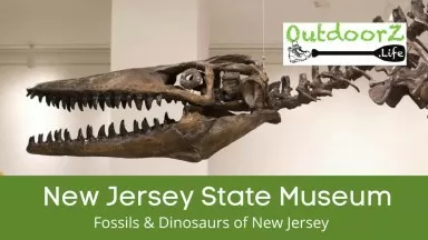 Exploring Dinosaurs and Fossils 