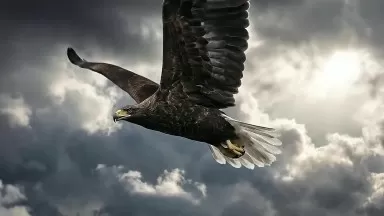 Trenton Ironhawks Name Logo Reveal Video 1