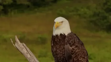 Jersey Droners Princeton, NJ Eagle!