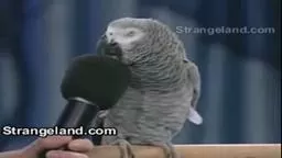 Amazing Parrot.