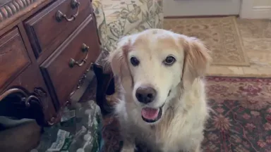 Peter Weedfald composes THE CRYING SUN (RIP our Angel dog Missy)