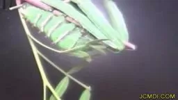 Time Lapse Cincta Silk Moth Caterpillar Spins Cocoon