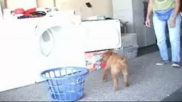 Richochet the Dog - ‪Turning disappointment into joy.