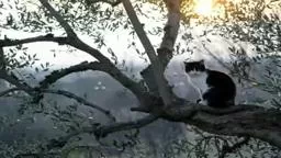 Cat Rescue Pennington NJ