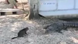 Vicious Gators Attacked by Mugsy the Cat.