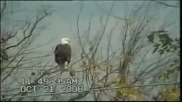 Bald Eagle Princeton