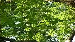 Albino Squirrel in Pennington.