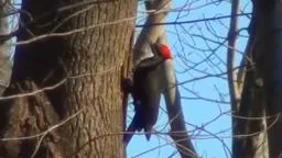 Sourlands Pileated Woodpecker 12/13/2011
