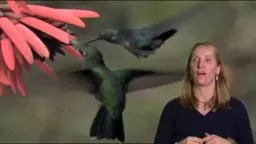 Magic in the Air Hummingbirds Princeton Library January 27