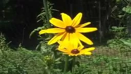 Forbes Garden Project
