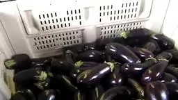 Finding the Fresh Princeton Dining Services Flaim Farms