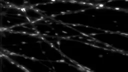 Mitochondrial Motion Princeton Research