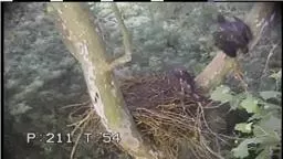 DukeFarmsEagle 1st flight Doris Duke's farm Hillsborough