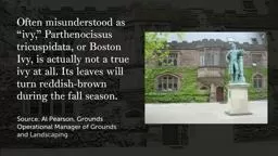 Ivy and Espalier Princeton University