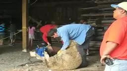 TerhuneSheepShearing Terhune Orchards Princeton NJ