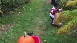 PumpkinTerhune Pumpkin and apple picking
