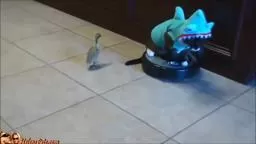 Cat in a Shark Suit Riding a Roomba and Chasing a Duck