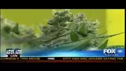 'PrincetonOfPot' Marijuana University in CA.