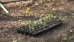 PrincetonGreenTour: Forbes Garden Project Princeton Universi