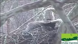 Duke Farms Eagle kills attacking hawk at nest